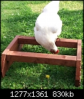 Interested In Poultry/Chickens?-small-perch-copy.jpg
