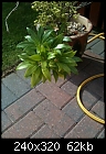 Name this plant!(Please!)-download.jpg