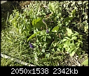 Are these all weeds?-wp_000138.jpg