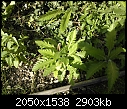 Are these all weeds?-wp_000137.jpg