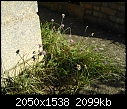 Are these all weeds?-wp_000134.jpg