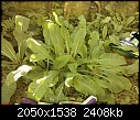 Are these all weeds?-wp_000130.jpg