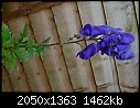 Is this a Delphinium-whole-plant12.jpg