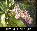 Unknown Plant Can Anyone help ?-800px-dracaena_fragrans_massangeana_flower.jpg