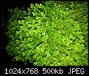 What is this (Moss like) species of Plant?-unknown-plant-species-2.jpg