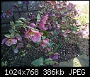 I need help identifying a plant/flower-img-20130215-01260.jpg