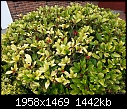Click image for larger version

Name:	GARDEN BUSH - Copy.jpg
Views:	124
Size:	1.41 MB
ID:	15603