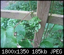 Click image for larger version

Name:	Clematis.jpg
Views:	155
Size:	185.4 KB
ID:	15644