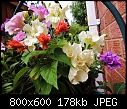 please id small orange flowered plant-dscn0598-800x600-.jpg