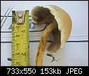 mushroom identification-100_1678.jpg