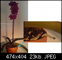Those are roots of the orchid?-0126.jpg