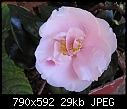 Please id this Camellia flower-unknown-fall-blooming-camellia.jpg