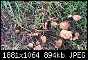 Help Identifying Fungus-imag0209.jpg