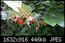 ID needed - red berry bush-wp_20160801_14_54_45_pro.jpg