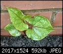 Strange vine-like plant just popped up... Help needed identifying please-_20170520_201017.jpg
