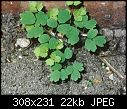 Help identifying a weed-weed1.jpg