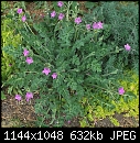Plant ID please-1-dscf1681.jpg