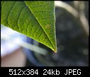Need help identifying pest! Please!-leaf2.jpg