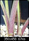 Click image for larger version

Name:	redpetiole1.jpg
Views:	135
Size:	67.1 KB
ID:	2744