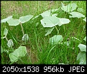 Could Anyone Tell Me What This Weed Is???-weeds.jpg
