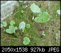 Could Anyone Tell Me What This Weed Is???-weeds-2.jpg
