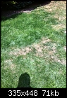 What's happening to my grass!-img_0077.jpg