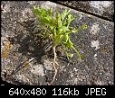 what is this in my lawn??-p1030720-small-.jpg