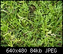 what is this in my lawn??-p1030717-small-.jpg