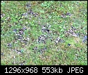 Help.  Mushroom type fungi. Pics attached-lawn-2.jpg