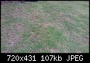 is my lawn under watered? *pictures*-lawn-2.jpg