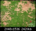 Why is my lawn dying?-369.jpg