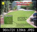Lawn Experts, please help - New Turf Lawn Dying-badgrass_1.jpg