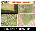 Lawn Experts, please help - New Turf Lawn Dying-badgrass_3.jpg