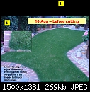 Lawn Experts, please help - New Turf Lawn Dying-badgrass_4.jpg