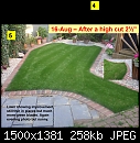 Lawn Experts, please help - New Turf Lawn Dying-badgrass_5.jpg