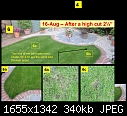 Lawn Experts, please help - New Turf Lawn Dying-badgrass_6.jpg