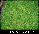 Yellowing Lawn-img_0817.jpg