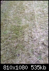 Has my lawn had its day???-img_0436.jpg