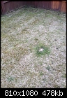 Has my lawn had its day???-img_0437.jpg