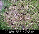 Straw-like grass ruining my lawn!-image.jpg