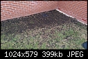 Need help - black patches in lawn-imag0164.jpg