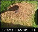 Brown patch in lawn?-img_1323.jpg