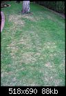 Yellow/pale grass section on Lawn-yellow-grass-1.jpg