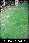 Yellow/pale grass section on Lawn-yellow-grass-2.jpg
