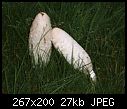 Mushrooms Again-dscf1385b.jpg