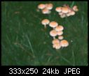 Mushrooms Again-dscf1384b.jpg
