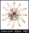 Stylish floral greetings cards-astrantia-1-sq-mg4f8592.jpg
