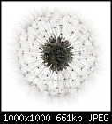 Stylish floral greetings cards-dandelion-sq-200.jpg