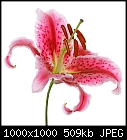 Stylish floral greetings cards-lily-2-sq-mg4f8961.jpg