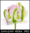 Stylish floral greetings cards-tulip-2-sq-mg4f8513.jpg